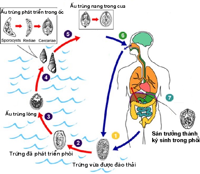 Chu kỳ phát triển sán lá phổi